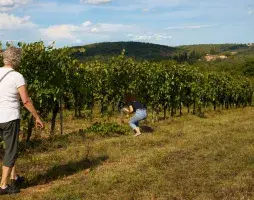 Tour and Wine Tasting in Tuscany with Supertuscans - Florencetown